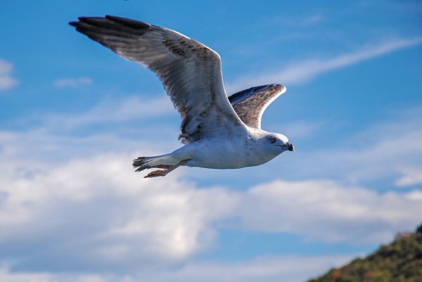 Полет Чайки