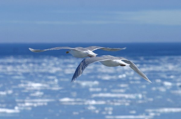 Две Чайки над морем