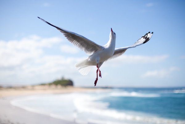 Чайки летают над водой