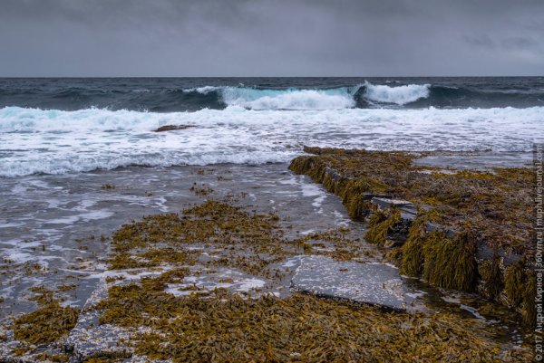 Отлив на Баренцевом море