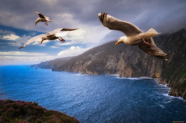 Птицы над морем