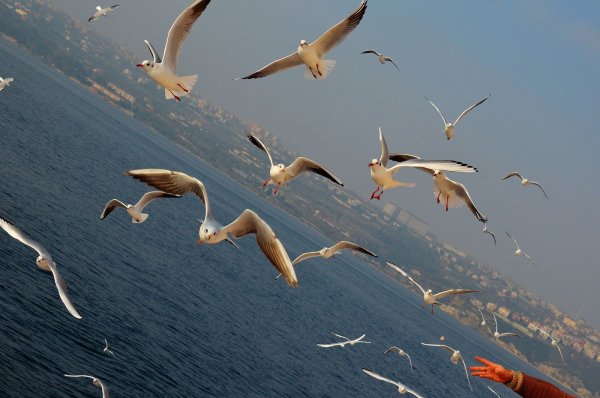 Чайки кружат