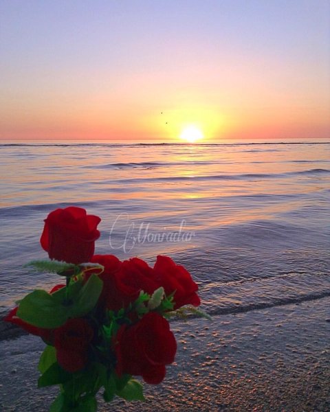 Романтика розы на закате