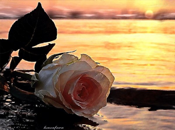 Белые розы на фоне моря