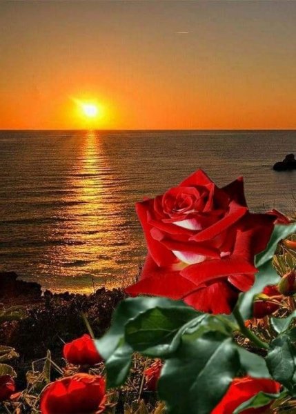 Розы на берегу моря