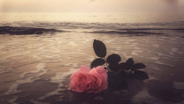 Море закат цветы