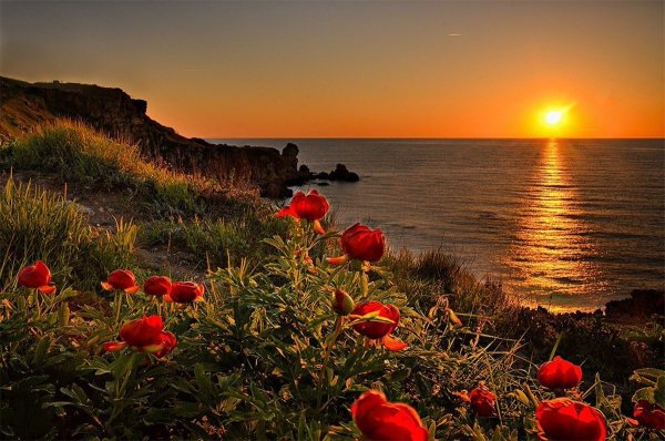 Розы на берегу моря