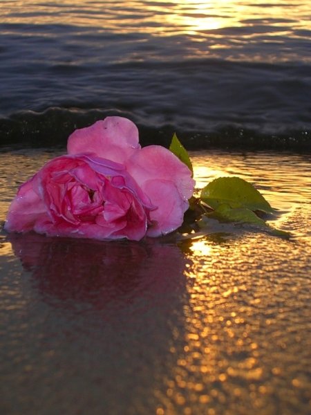 Розы на рассвете