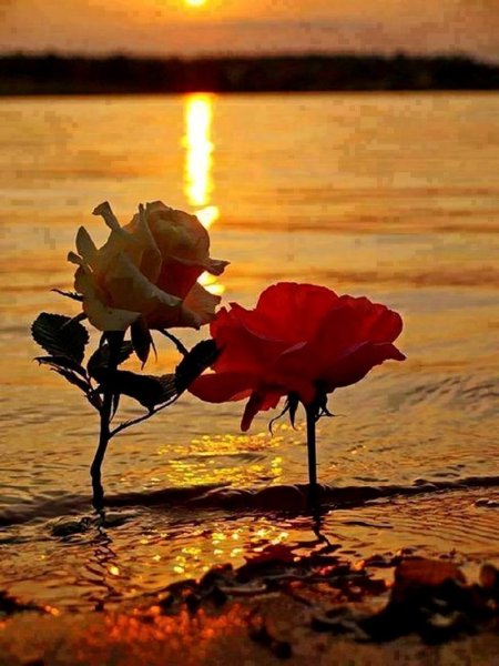 Белые розы на фоне моря