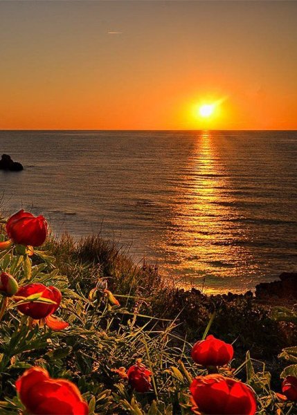 Одинокий цветок в горах