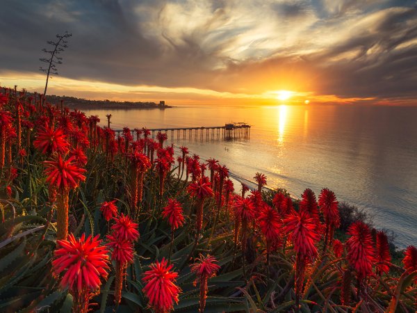 Яркие цветы