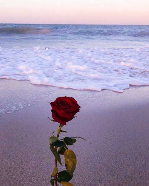 Море роз