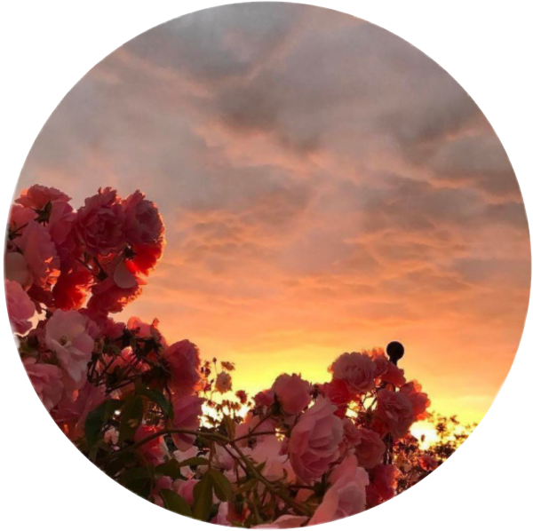 Пионы на рассвете