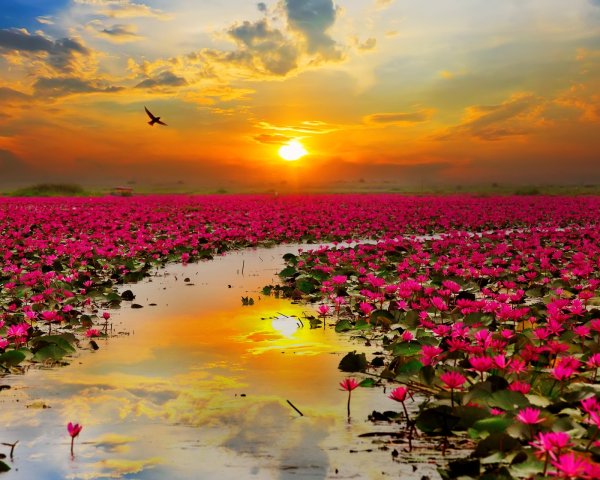 Маковые поля мыс Фиолент