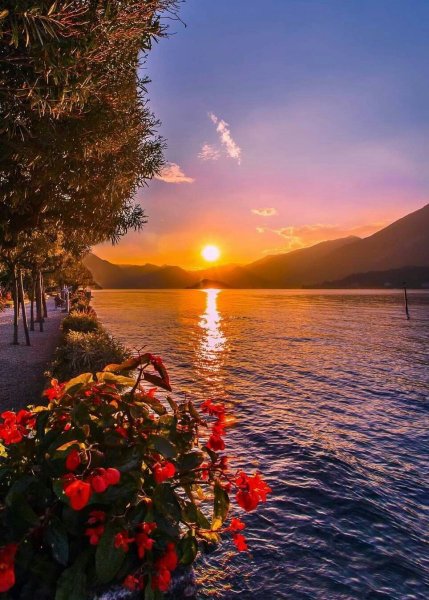 Пионы и море