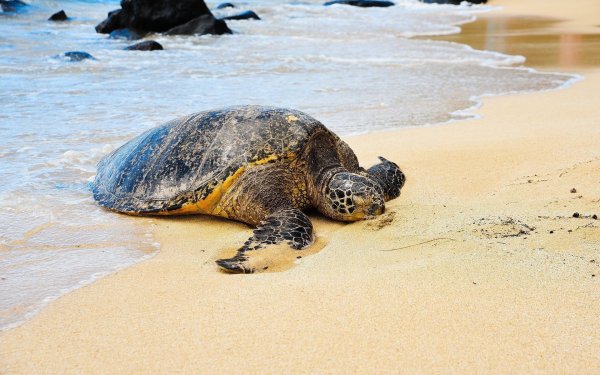 Пляж Тертл (Turtle)