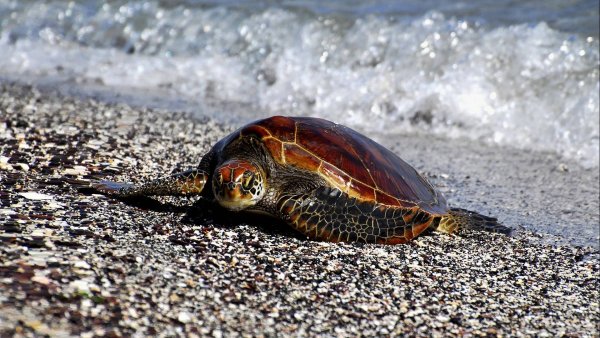 Черноморская черепаха