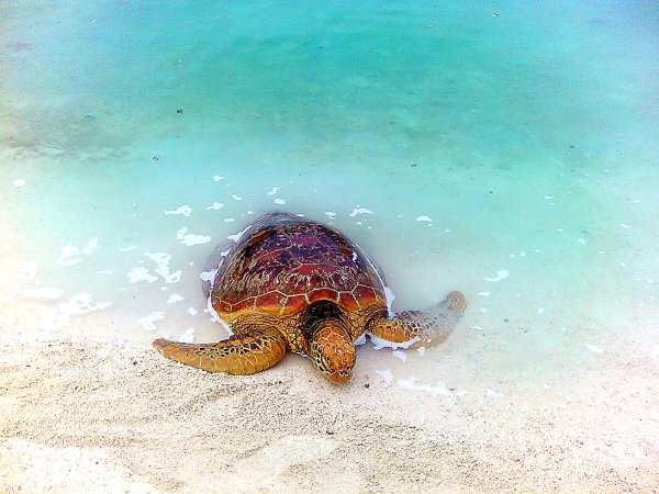 Лагуна черепах Занзибар
