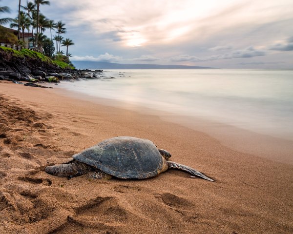 Пляж для черепах