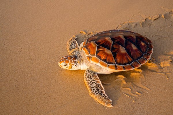 Панцирь морской черепахи