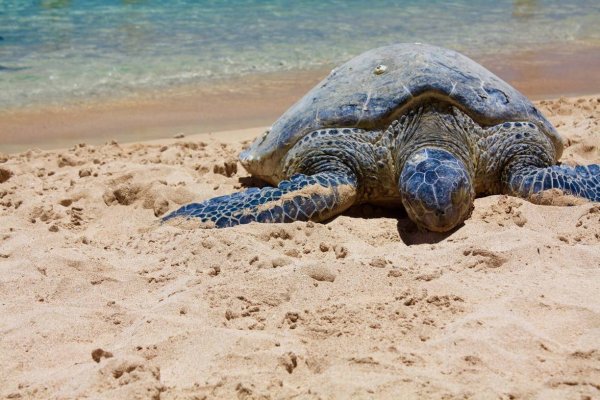 Морские черепахи на Кипре