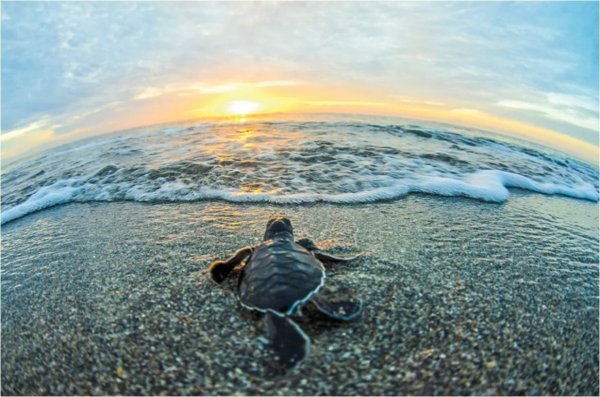 Черепашки к морю