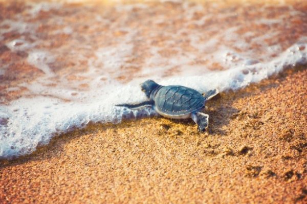 Черепаха ползет к морю
