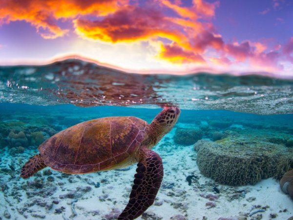 Морская черепаха логгерхед