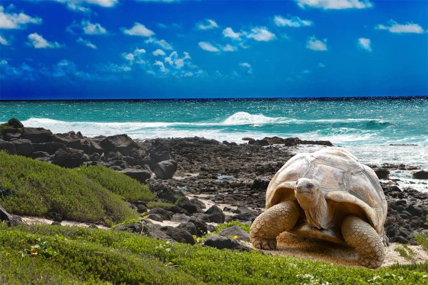 Черепаха логгерхед Австралия