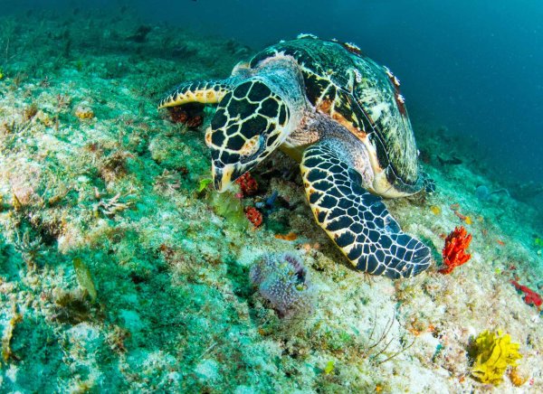 Черепаха Эстетика