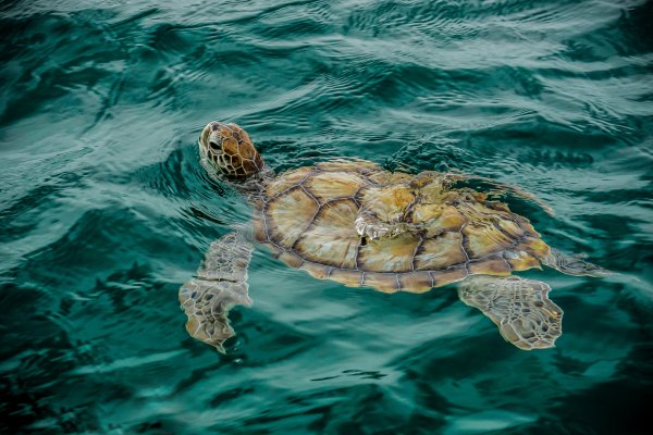 Черепаха ползет к морю