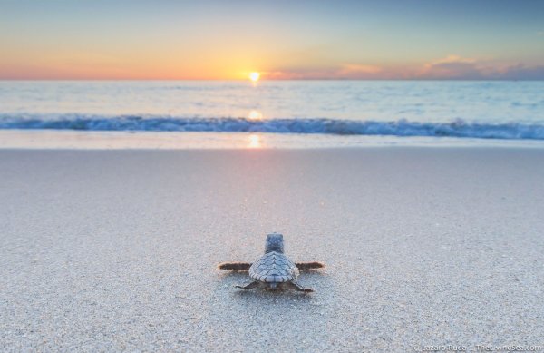 Черепаха под водой