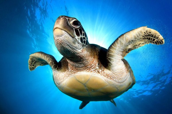 Черепаха Каретта-Каретта в Турции