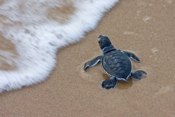 Черепаший риф Мальдивы