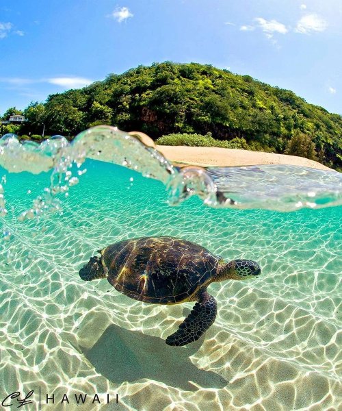 Черепашки бегут к морю