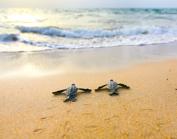 Черепаха бисса панцирь