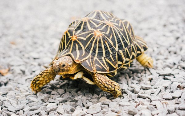 Морская черепаха маленькая