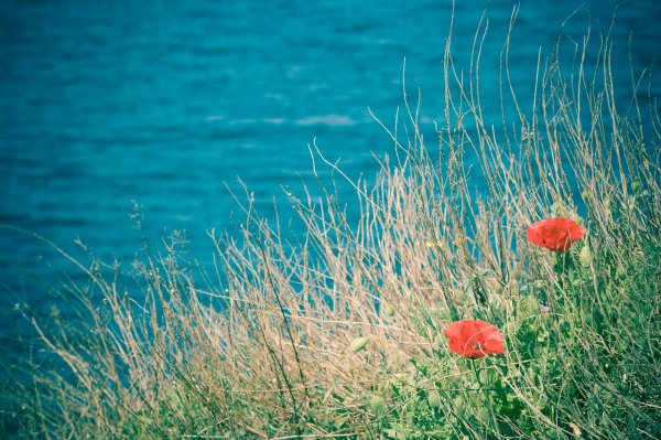 Цветы на фоне моря и поля