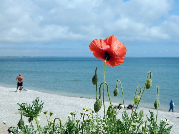 Маковое море в Крыму