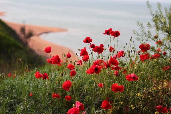 Алые маки Иссык-куля