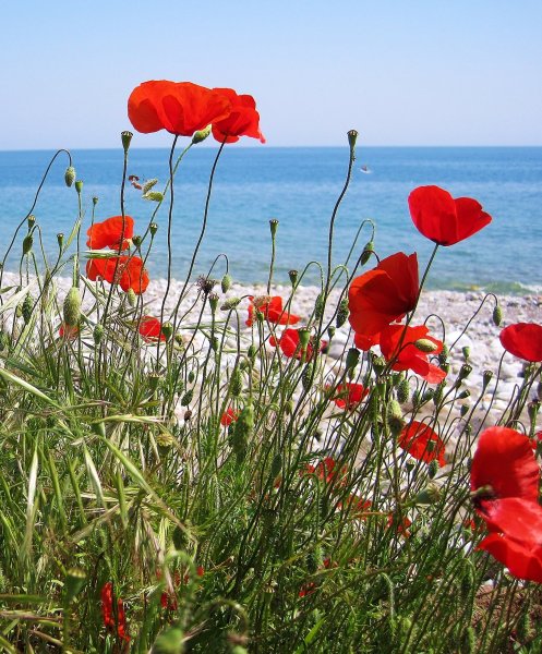 Маковые поля в Турции