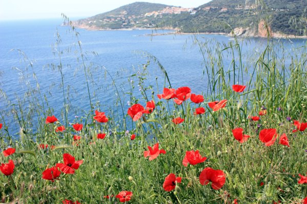 Маки Иссык-куля владелец