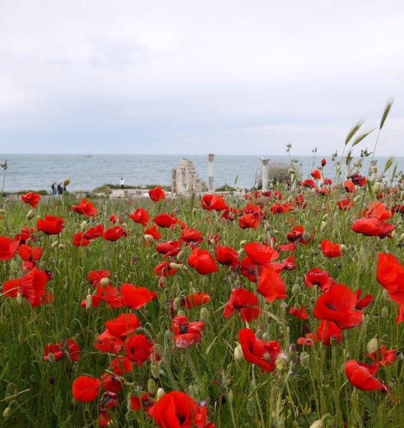 Маковое поле Амитав Гош