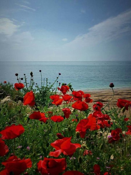 Маковое море