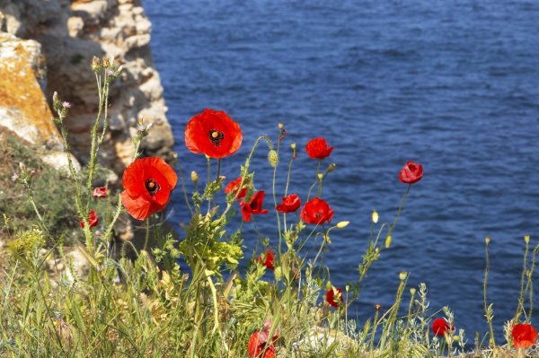 Красные маки Иссык куля