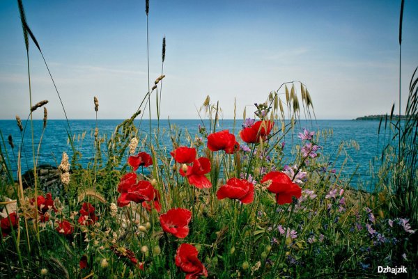 Красивая природа Болгария