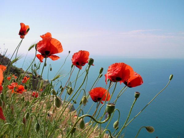 Маки крымские в степи