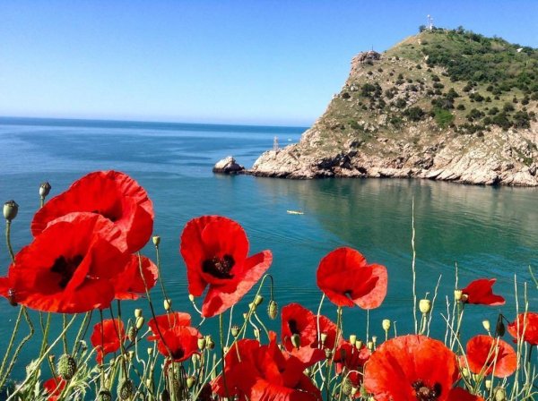 Маковое поле Коктебель