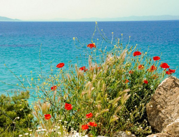 Бухта Лермонтова маки Крым