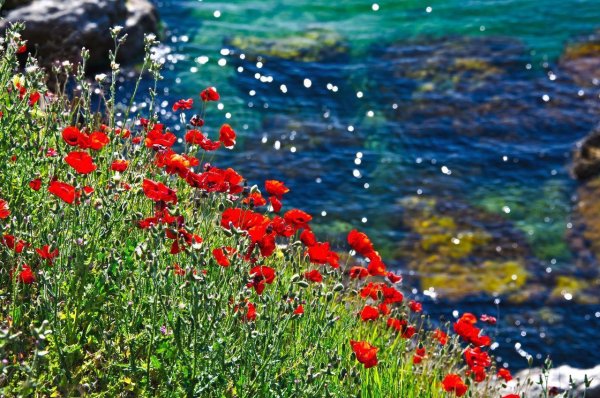 Маковые поля мыс Фиолент